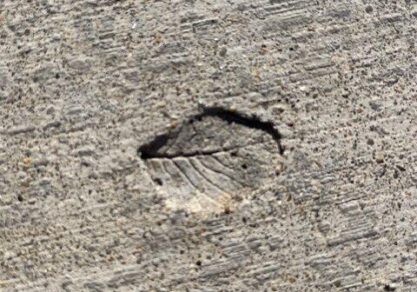 A leaf imprint in concrete, symbolizing resilience and permanence.